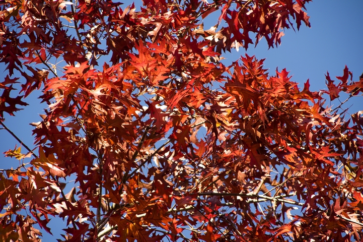 RedPhotography by David Willis